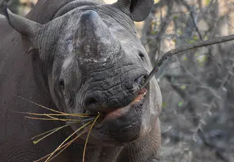 Rhino Eating