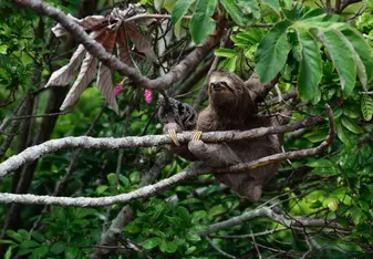 Planet One World, volunteering, sloth, Costa Rica