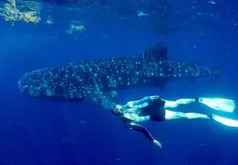 A woman swims with a whale shark.
