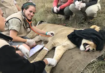 Auscultation of lionness under anaesthetic