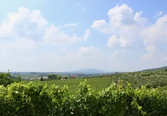 Chianti Vineyard