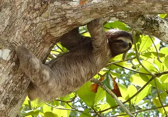 Sloth