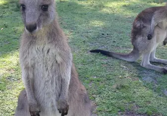 Kangaroo