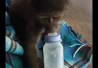 Baboon feeding