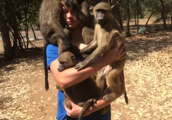Baboon walk