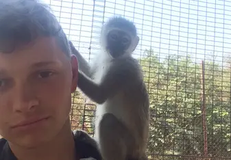 In vervet monkey enclosure