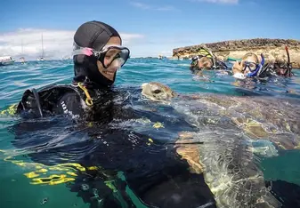 Turtles and Dolphins can be found in Tenerife