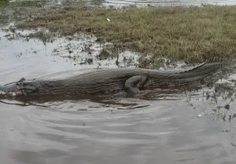 Caimain Pantanal volunteering