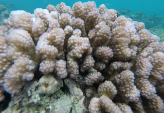 Coral on GBR
