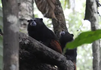 Monkeys in tree