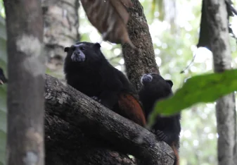 Monkeys in tree