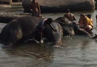Hampi's local temple elephant being bathed in the river in the early morning.
