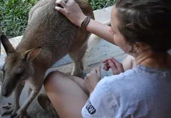 Feeding Wallabies at the nature reserve