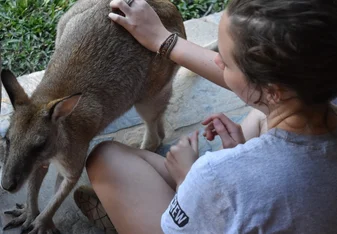 Feeding Wallabies at the nature reserve