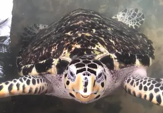 Hawksbill Turtle 