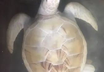 Albino Green Turtle 