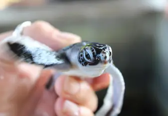 1 day old baby turtle 