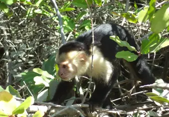 monkey in costa rica