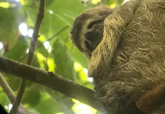 Sloth