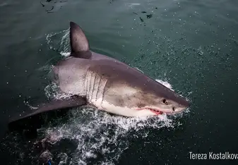Photo I got on one of our trips - beautiful 4m female great white shark!