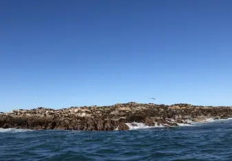 Shark Alley