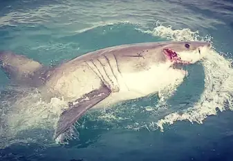 'Joker', a female white shark that we dived with near Seal Island, Mossel Bay.