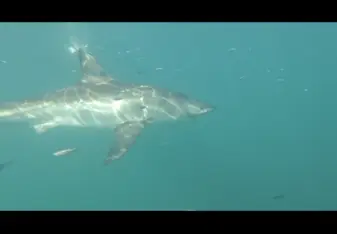 Shark Alley