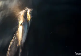 Dolphins are there too!