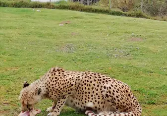 CHEETAH