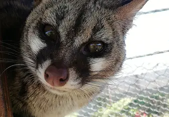 GENET