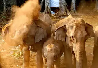 Elephants during the annual elephant birthday celebration