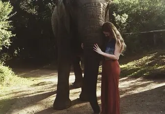 Elephants 