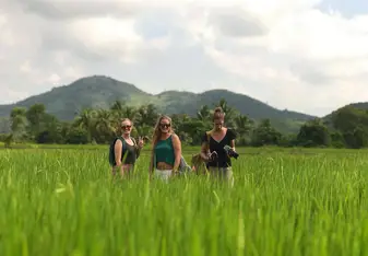 Rice Fields