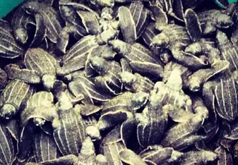 Baby leatherback sea turtles 