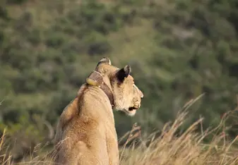 Lioness in Hluhluwe