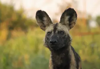 African wild dog in Hluhluwe