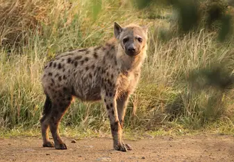 Hyena in Hluhluwe