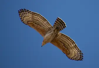 African Hawk Eagle
