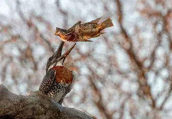 Giant Kingfisher 