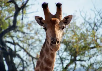 Buffalo Land Giraffe