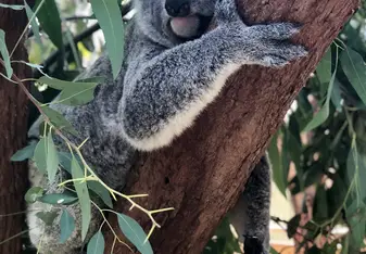 Koala 