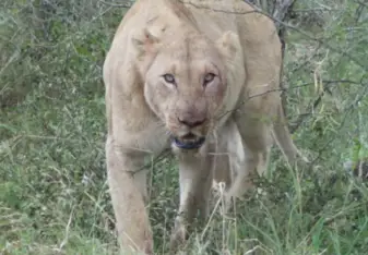 Lioness after hunting