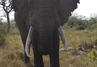 Elephant comes to check us out at Tembe Elephant Park