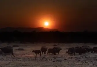 Buffalo in the dusk.
