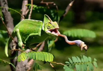 Chameleon having a little snack.