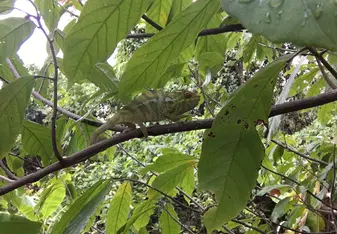 Furcifer pardalis, seen during a transect