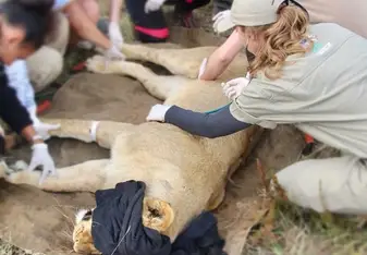 lion around 