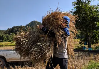 Rice field 