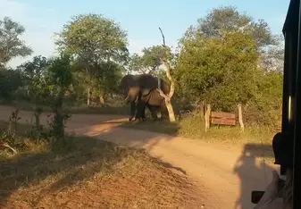 Elefant on the way home 