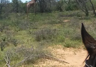 Giraffe sighting during an outride 